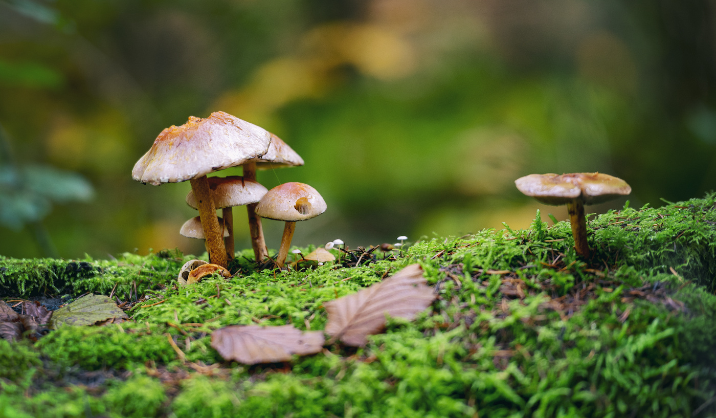 Mushrooms: Next big thing in environmentally-friendly packaging, construction? by DocFeind