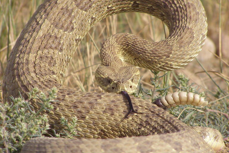 Rattlesnakes can calm down their friends, study shows by PaulHoule