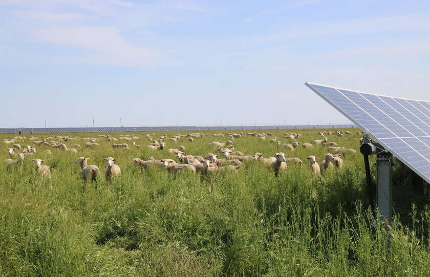 It takes 3k sheep to maintain solar panels on rural land by speckx