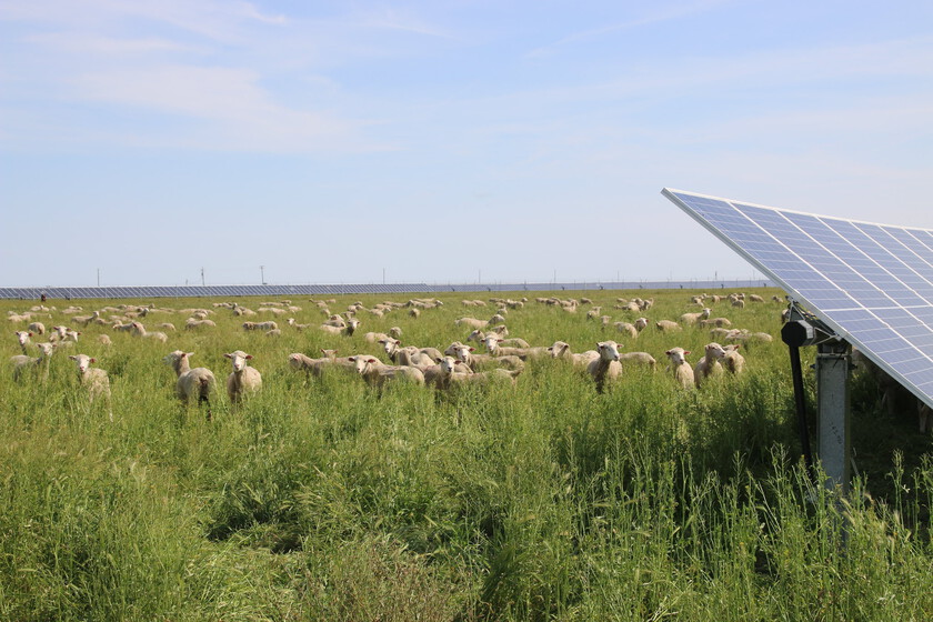 It takes 3k sheep to maintain solar panels on rural land by speckx